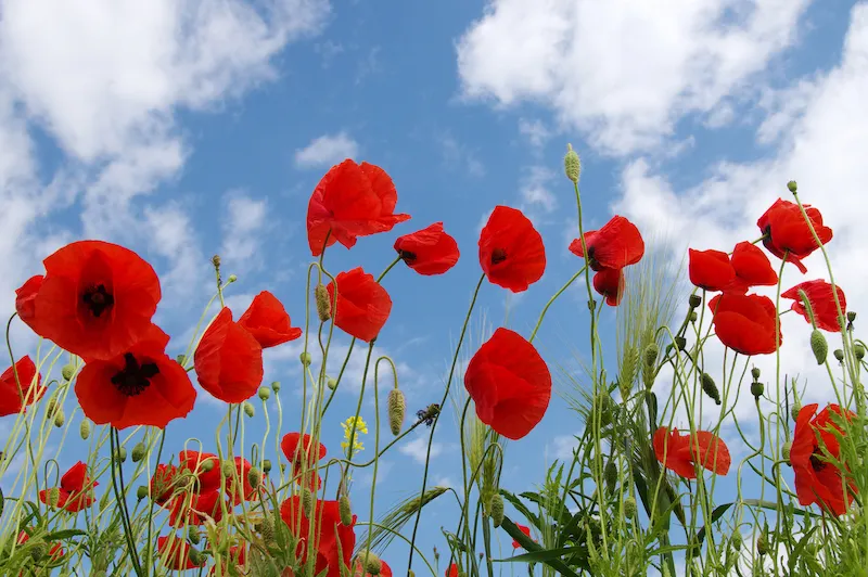 poppy field