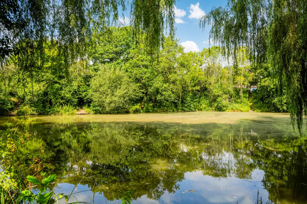 The Meadows